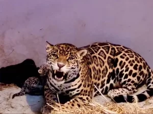 Tres cachorros de jaguar nacen en Chapultepec