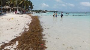 Turismo en Mahahual en peligro por no colocacion de barrera antisargazo