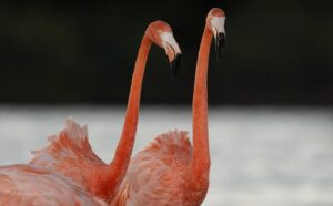 Flamenco registrado hace 24 años en Yucatán arriba a Punta Sur