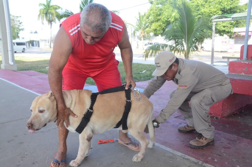 Municipios de Quintana Roo, con gran respuesta ciudadana a campaña de vacunación antirrábica