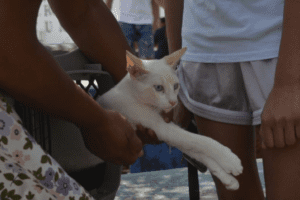 Vacunan a 61 mil perros y gatos tras muerte por rabia en Cancún