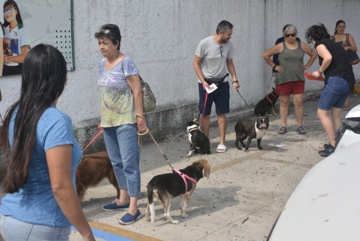 Vacunan a 61 mil perros y gatos tras muerte por rabia en Cancún
