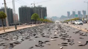 Lluvia de peces sorprende en las calles de Irán