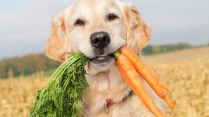 Estas bebidas pueden tomar los perros en la temporada de calor