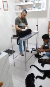 Veterinario salva monos aulladores en medio de la ola de calor en Tabasco