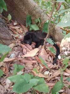 Veterinario salva monos aulladores en medio de la ola de calor en Tabasco