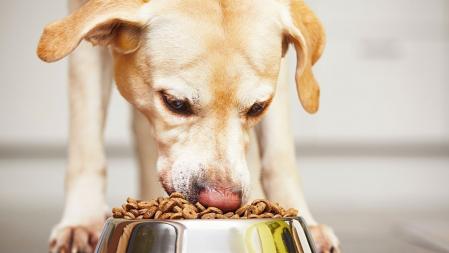 Profeco: Estas son las mejores croquetas para perro