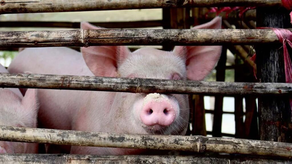 Abuelito muere en Mérida al ser atacado por un cerdo.