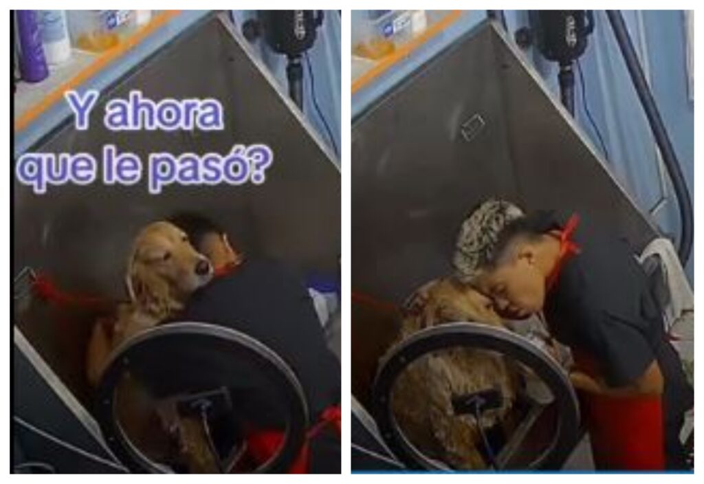 Trabajador de estética canina se vuelve viral tras cantarle a un perrito mientras lo baña (VIDEO)