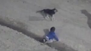 Bebe gateaba en la madrugada junto a un perro y logran rescatarlo VIDEO