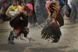 Buscan en Quintana Roo sanciones de hasta cinco anos de prision por peleas de gallos