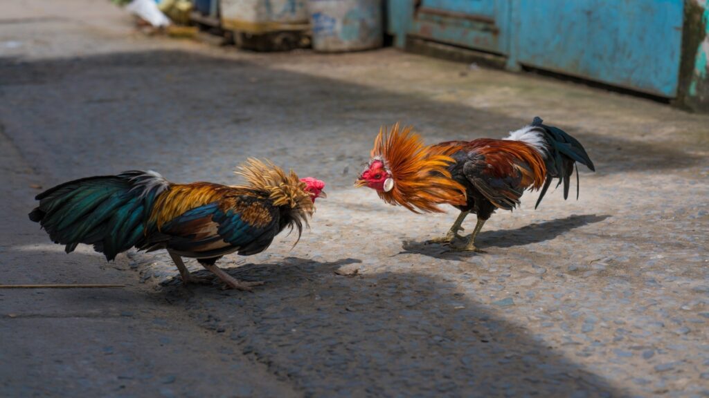 Buscan en Quintana Roo sanciones de hasta cinco años de prisión por peleas de gallos