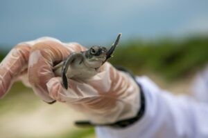 En Cancun estudiantes universitarios podran hacer servicio social rescatando tortugas