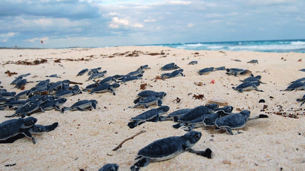 En Cancún estudiantes universitarios podrán hacer servicio social rescatando tortugas