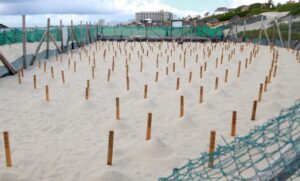 En Cancun estudiantes universitarios podran hacer servicio social rescatando tortugas