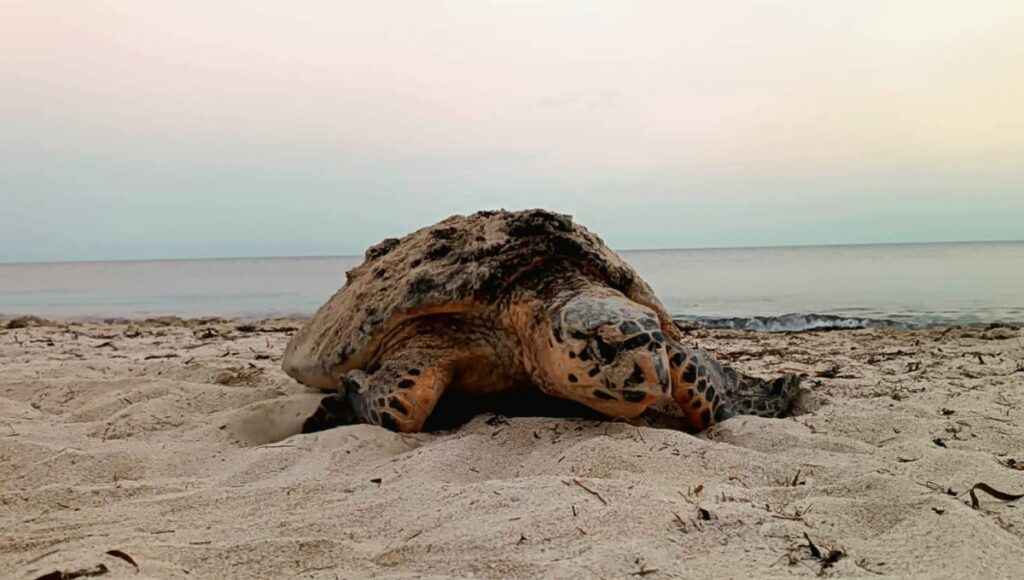 Jauría de perros ataque a tortugas que anidan en Yucatán