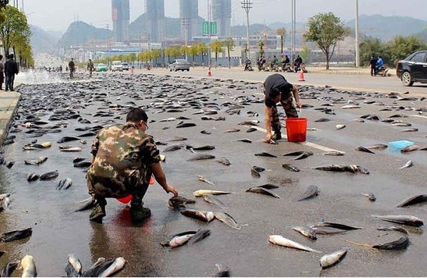 LLUVIA DE PECES EN IRAN 1