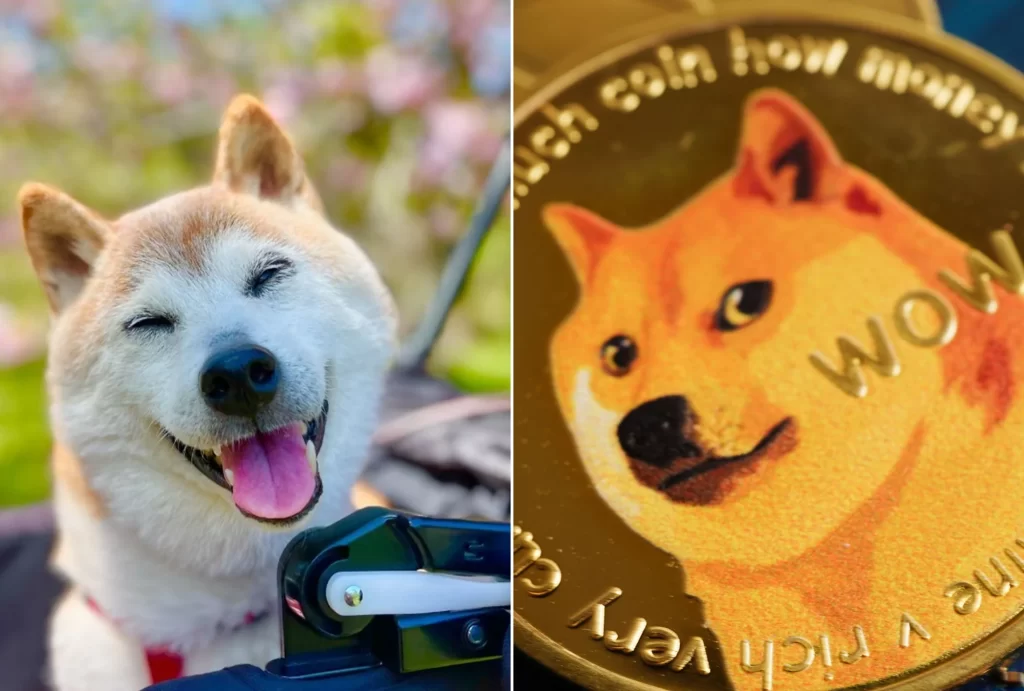 Muere perrita Kabosu, imagen de los memes y Dogecoin