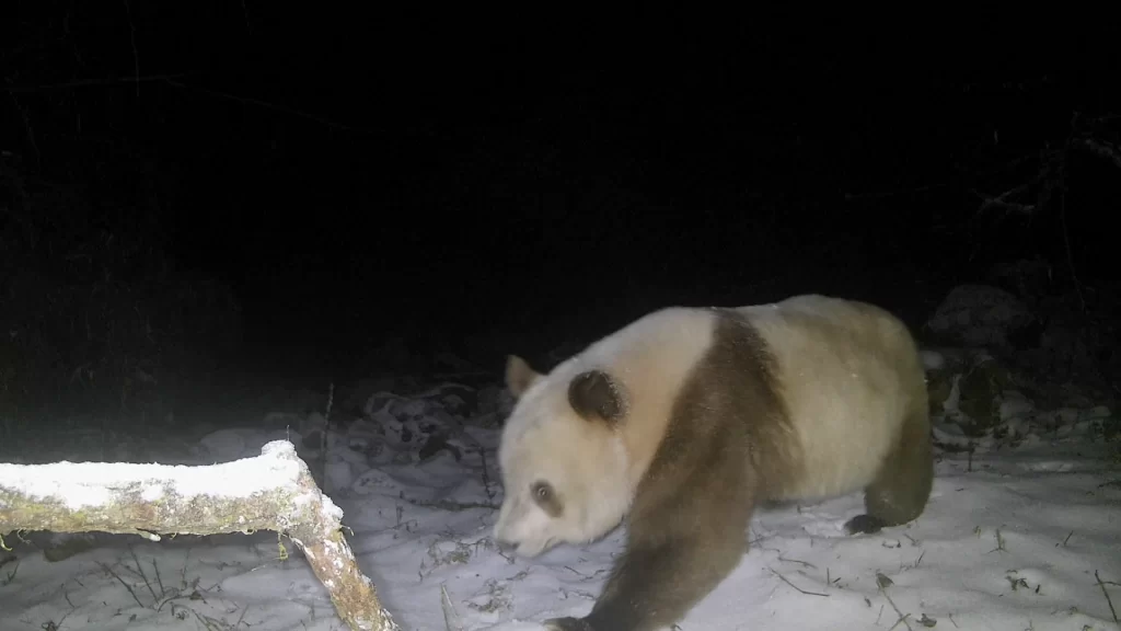 Oso panda pardo visto tras seis años en montañas de China (VIDEO)