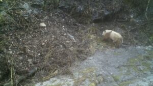 Oso panda pardo visto tras seis anos en montanas de China VIDEO