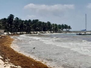 Playa del Carmen registra disminucion de arribo de sargazo