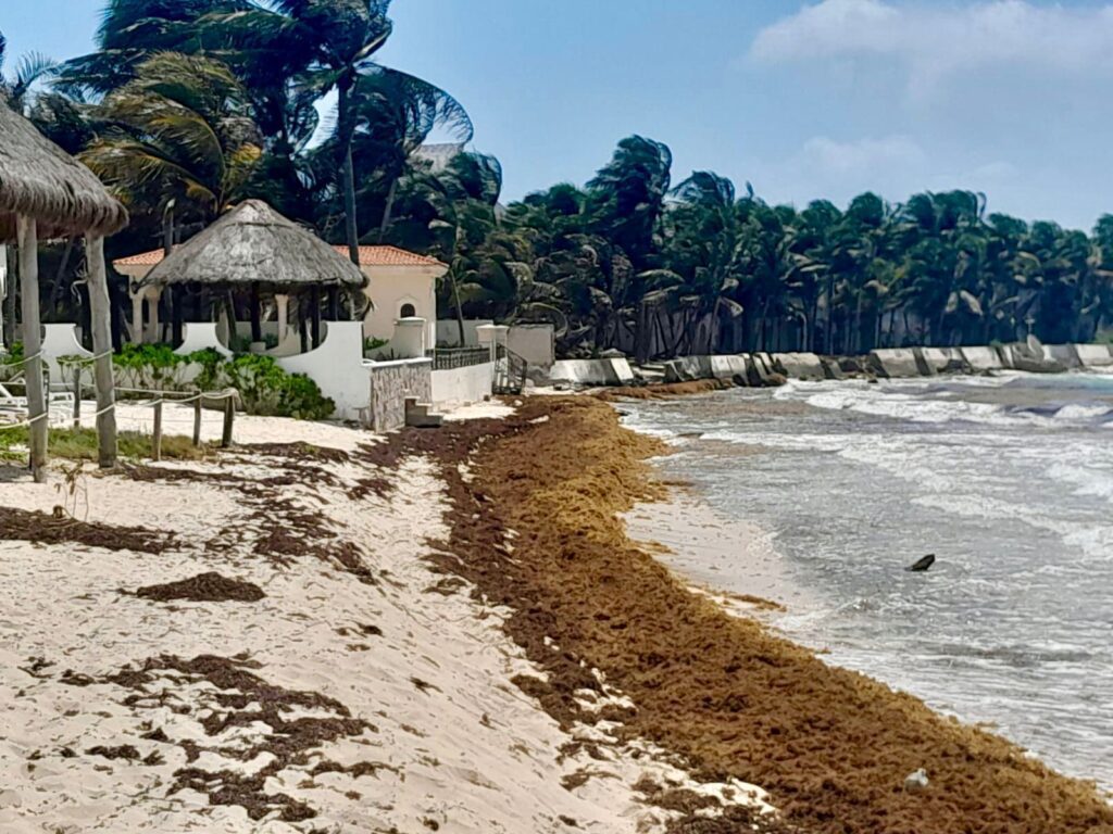 Playa del Carmen registra disminución de arribo de sargazo