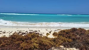 Playa del Carmen registra disminucion de arribo de sargazo