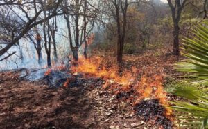 Reportan 30 incendios forestales activos en Guerrero