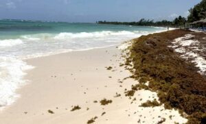 Sargazo se hace presente en destinos del norte y sur de Quintana Roo