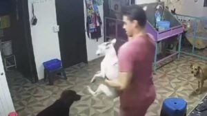 Sujeto golpea a perro en veterinaria VIDEO