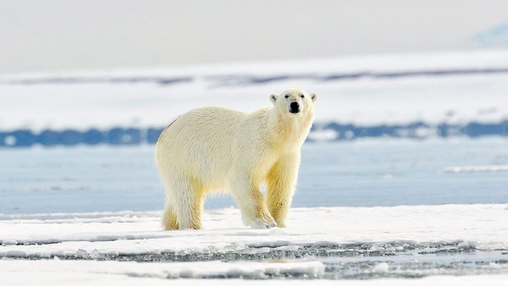 Tres especies animales más amenazadas por el cambio climático