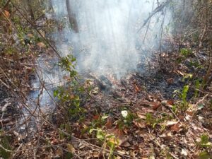 Brigadistas trabajan para combatir incendios forestales en Quintana Roo