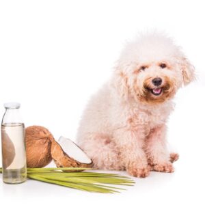 Estas bebidas pueden tomar los perros en la temporada de calor