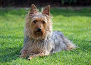 ¿Por qué no debes cortar el pelo a tus perros en temporada de calor?