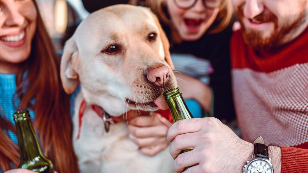 Estas bebidas pueden tomar los perros en la temporada de calor