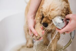 ¿Cada cuánto debes bañar a los perros según su tipo de pelaje?