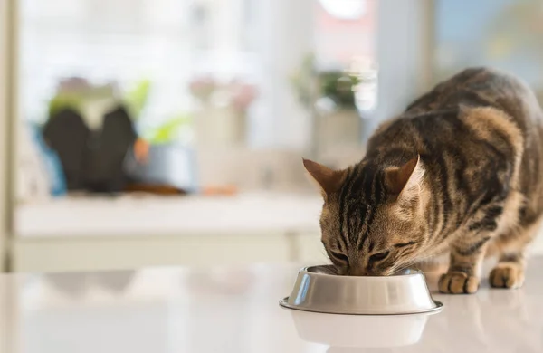 Profeco: Estas son las mejores croquetas para gato