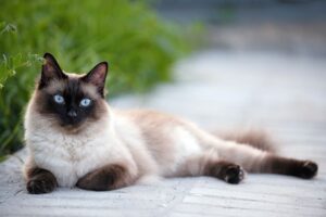 Estudio revela las 10 razas de gatos más bonitas