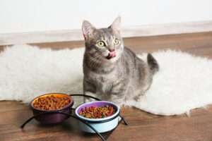 Profeco: Estas son las mejores croquetas para gato