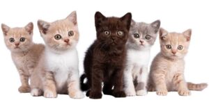 Estudio revela las razas de gatos que viven más