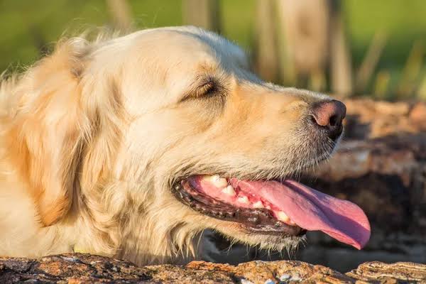 ¿Cómo identificar cuando los perros están deshidratados?