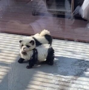 Tiñen a perros para hacerlos pasar como osos panda en zoológico de China (VIDEO) FOTO CORTESÍA