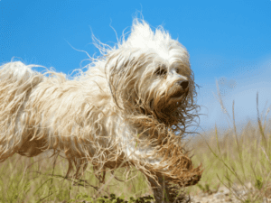 ¿Cada cuánto debes bañar a los perros según su tipo de pelaje?