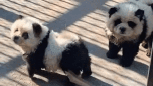 Tiñen a perros para hacerlos pasar como osos panda en zoológico de China (VIDEO) FOTO CORTESÍA