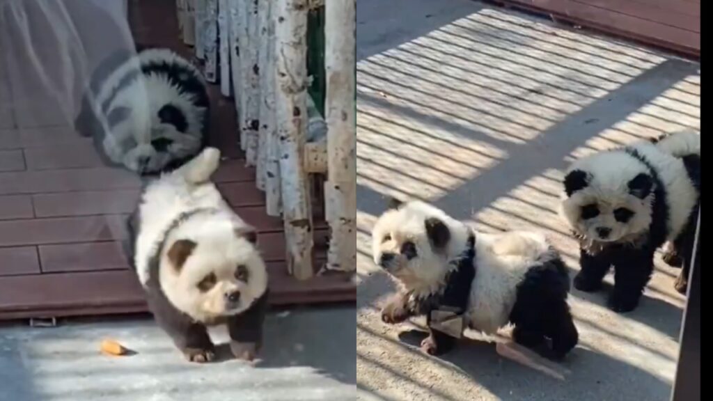 Tiñen a perros para hacerlos pasar como osos panda en zoológico de China (VIDEO)