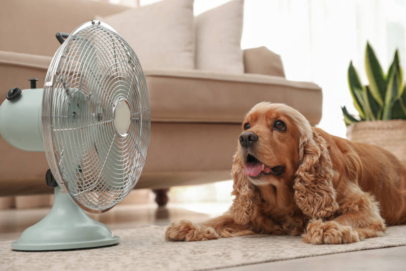 7 formas de mantener hidratados a los perros durante la temporada de calor