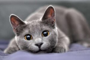 Estudio revela las 10 razas de gatos más bonitas