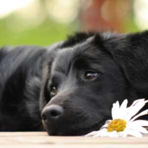 Estas bebidas pueden tomar los perros en la temporada de calor