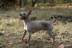 ¿Por qué no debes cortar el pelo a tus perros en temporada de calor?