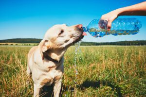 ¿Por qué no debes cortar el pelo a tus perros en temporada de calor?